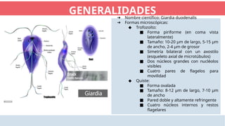 GIARDIASIS (1).pptx parasitosis intestinales | PPTX