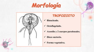 GIARDIASIS | PPTX