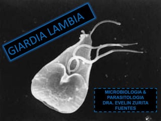Giardia lamblia
MICROBIOLOGIA &
PARASITOLOGIA
DRA. EVELIN ZURITA
FUENTES
 