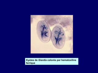 Kystes de Giardia colorés par hematoxiline
ferrique
 