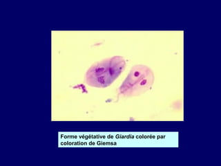 Forme végétative de Giardia colorée par
coloration de Giemsa
 