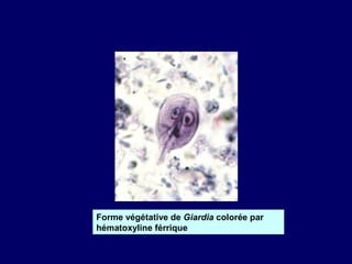 Forme végétative de Giardia colorée par
hématoxyline férrique
 