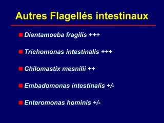 Autres Flagellés intestinaux
 Dientamoeba fragilis +++

 Trichomonas intestinalis +++

 Chilomastix mesnilii ++

 Embadomonas intestinalis +/-

 Enteromonas hominis +/-
 