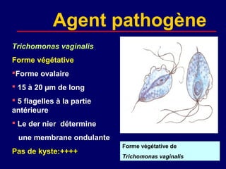 Agent pathogène
Trichomonas vaginalis
Forme végétative
Forme ovalaire
 15 à 20 µm de long
 5 flagelles à la partie
antérieure
 Le der nier détermine
  une membrane ondulante
                            Forme végétative de
Pas de kyste:++++
                            Trichomonas vaginalis
 