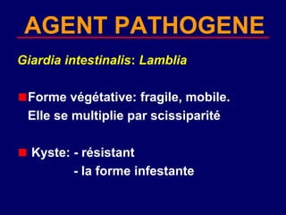 AGENT PATHOGENE
Giardia intestinalis: Lamblia

 Forme végétative: fragile, mobile.
 Elle se multiplie par scissiparité

  Kyste: - résistant
         - la forme infestante
 