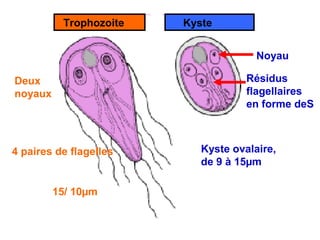 Trophozoite   Kyste


                                      Noyau

Deux                                Résidus
noyaux                              flagellaires
                                    en forme deS



4 paires de flagelles      Kyste ovalaire,
                           de 9 à 15µm

         15/ 10µm
 