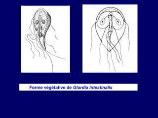 Forme végétative de Giardia intestinalis
 