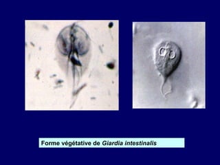 Forme végétative de Giardia intestinalis
 