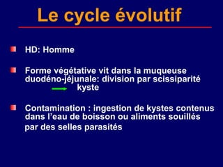 Le cycle évolutif
HD: Homme

Forme végétative vit dans la muqueuse
duodéno-jéjunale: division par scissiparité
            kyste

Contamination : ingestion de kystes contenus
dans l’eau de boisson ou aliments souillés
par des selles parasités
 