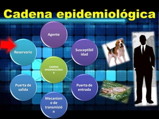 Cadena epidemiológica 