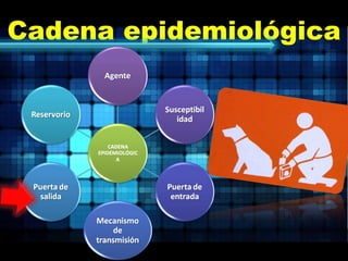 Cadena epidemiológica 