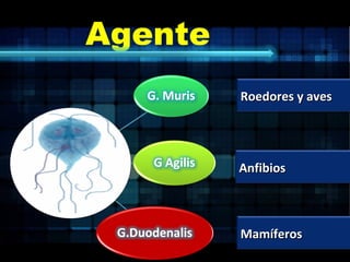 Agente Roedores y aves Anfibios Mamíferos 
