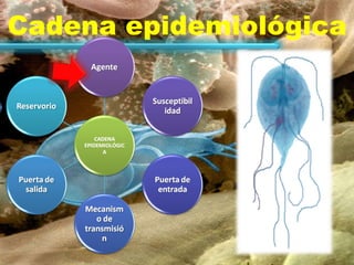 Cadena epidemiológica 