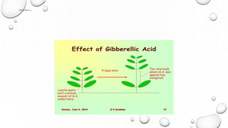 PHYSIOLOGICAL ROLE OF GIBBERELLINS
1. STEM ELONGATION – ELONGATION OF INTERNODES
 