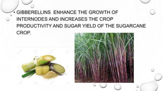 • GIBBERELLINS ENHANCE THE GROWTH OF
INTERNODES AND INCREASES THE CROP
PRODUCTIVITY AND SUGAR YIELD OF THE SUGARCANE
CROP.
 