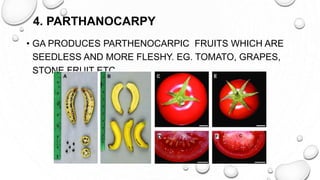 4. PARTHANOCARPY
• GA PRODUCES PARTHENOCARPIC FRUITS WHICH ARE
SEEDLESS AND MORE FLESHY. EG. TOMATO, GRAPES,
STONE FRUIT ETC
 