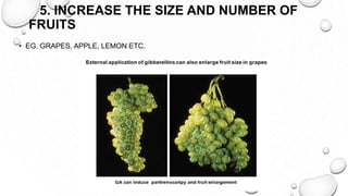 5. INCREASE THE SIZE AND NUMBER OF
FRUITS
• EG. GRAPES, APPLE, LEMON ETC.
 