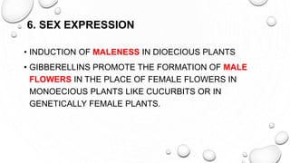 6. SEX EXPRESSION
• INDUCTION OF MALENESS IN DIOECIOUS PLANTS
• GIBBERELLINS PROMOTE THE FORMATION OF MALE
FLOWERS IN THE PLACE OF FEMALE FLOWERS IN
MONOECIOUS PLANTS LIKE CUCURBITS OR IN
GENETICALLY FEMALE PLANTS.
 
