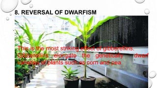 8. REVERSAL OF DWARFISM
.
This is the most striking effect of gibberellins.
Gibberellins elongate the genetically dwarf
varieties of plants such as corn and pea
 