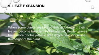 9. LEAF EXPANSION
When some plants are treated with gibberellin , their
leaves become broaden and elongated. Broder leaves
have more photosynthetic area which finally increase
the height of the plant.
 