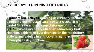 12. DELAYED RIPENING OF FRUITS
gibberellins delayed ripening of citrus fruits. thus
extending the harvest season by 2–3 weeks. It is
useful for safe and prolonged storage of fruits.
 GA3 has an inhibitory effect on strawberry fruit
ripening, evidenced by a decrease in the respiratory
activity and a delay in anthocyanin synthesis and
chlorophylls degradation.
 