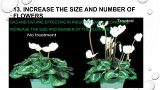 13. INCREASE THE SIZE AND NUMBER OF
FLOWERS
GA3 AND CA7 ARE EFFECTIVE IN INDUCING EARLY FLOWERING,
INCREASE THE SIZE AND NUMBER OF THE FLOWERS.
•
 
