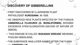DISCOVERY OF GIBBERELLINS
• FIRST DISCOVERED BY A JAPANESE PLANT
PATHOLOGIST KUROSAWA IN 1928.
• HE OBSERVED RICE PLANTS INFECTED BY THE FUNGUS
GIBBERELLA FUJIKUROI (G. MONILIFORMIS) SHOWED
EXCESSIVE STEM ELONGATION (DEVOID OF NATURE OF
SEEDS).
• THIS DISEASE IS CALLED ‘BAKANAE DISEASE’ MEANING
FOOLISH SEEDLINGS.
• THE SUBSTANCE WAS LATER NAMED AFTER THE FUNGI
 