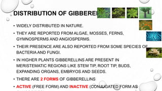 DISTRIBUTION OF GIBBERELLIN
• WIDELY DISTRIBUTED IN NATURE.
• THEY ARE REPORTED FROM ALGAE, MOSSES, FERNS,
GYMNOSPERMS AND ANGIOSPERMS.
• THEIR PRESENCE ARE ALSO REPORTED FROM SOME SPECIES OF
BACTERIA AND FUNGI.
• IN HIGHER PLANTS GIBBERELLINS ARE PRESENT IN
MERISTEMATIC REGIONS LIKE STEM TIP, ROOT TIP, BUDS,
EXPANDING ORGANS, EMBRYOS AND SEEDS.
• THERE ARE 2 FORMS OF GIBBERELLINS
• ACTIVE (FREE FORM) AND INACTIVE (CONJUGATED FORM AS
 
