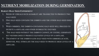 NUTRIENT MOBILIZATION DURING GERMINATION
BARLEY HALF SEED EXPERIMENT
1. SEEDS OF CEREALS SUCH AS BARLEY ARE TRANSECTED TO PRODUCE TWO
HALF-SEED
2. ONE HALF-SEED CONTAINS THE EMBRYO AND THE OTHER HALF-SEED DOES
NOT.
3. WHEN IMBIBED, THE EMBRYO-CONTAINING HALF-SEED WILL PROCEED TO
SECRETE Α-AMYLASE AND OTHER HYDROLYTIC ENZYMES
4. THE HALF-SEED WITHOUT THE EMBRYO CANNOT, OF COURSE, GERMINATE
BUT NEITHER DOES IT PRODUCE ELEVATED LEVELS OF Α-AMYLASE.
5. TREATMENT OF THE EMBRYO-LESS HALF-SEED WITH GIBBERELLICACID,
HOWEVER, WILL STIMULATE THE HALF-SEED TO PRODUCE HIGH LEVELS OF Α-
AMYLASE.
 