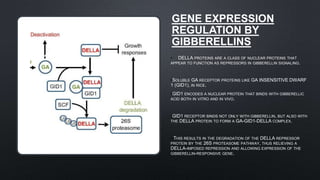 GENE EXPRESSION
REGULATION BY
GIBBERELLINS
• DELLA PROTEINS ARE A CLASS OF NUCLEAR PROTEINS THAT
APPEAR TO FUNCTION AS REPRESSORS IN GIBBERELLIN SIGNALING.
•SOLUBLE GA RECEPTOR PROTEINS LIKE GA INSENSITIVE DWARF
1 (GID1), IN RICE.
•GID1 ENCODES A NUCLEAR PROTEIN THAT BINDS WITH GIBBERELLIC
ACID BOTH IN VITRO AND IN VIVO.
•GID1 RECEPTOR BINDS NOT ONLY WITH GIBBERELLIN, BUT ALSO WITH
THE DELLA PROTEIN TO FORM A GA-GID1-DELLA COMPLEX.
• THIS RESULTS IN THE DEGRADATION OF THE DELLA REPRESSOR
PROTEIN BY THE 26S PROTEASOME PATHWAY, THUS RELIEVING A
DELLA-IMPOSED REPRESSION AND ALLOWING EXPRESSION OF THE
GIBBERELLIN-RESPONSIVE GENE.
 