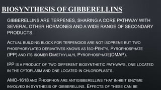 BIOSYNTHESIS OF GIBBERELLINS
GIBBERELLINS ARE TERPENES, SHARING A CORE PATHWAY WITH
SEVERAL OTHER HORMONES AND A WIDE RANGE OF SECONDARY
PRODUCTS.
ACTUAL BUILDING BLOCK FOR TERPENOIDS ARE NOT ISOPRENE BUT TWO
PHOSPHORYLATED DERIVATIVES KNOWS AS ISO-PENTYL PYROPHOSPHATE
(IPP) AND ITS ISOMER DIMETHYLALYL PYROPHOSPHATE(DMAP).
IPP IS A PRODUCT OF TWO DIFFERENT BIOSYNTHETIC PATHWAYS, ONE LOCATED
IN THE CYTOPLASM AND ONE LOCATED IN CHLOROPLASTS.
AMO-1618 AND PHOSPHON ARE ANTIGIBBERELLINS THAT INHIBIT ENZYME
INVOLVED IN SYNTHESIS OF GIBBERELLINS. EFFECTS OF THESE CAN BE
 