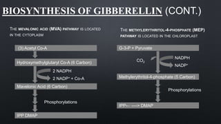 BIOSYNTHESIS OF GIBBERELLIN (CONT.)
THE MEVALONIC ACID (MVA) PATHWAY IS LOCATED
IN THE CYTOPLASM
THE METHYLERYTHRITOL-4-PHOSPHATE (MEP)
PATHWAY IS LOCATED IN THE CHLOROPLAST
(3) Acetyl Co-A
Hydroxymethylglutaryl Co-A (6 Carbon)
Mavelonic Acid (6 Carbon)
IPP DMAP
2 NADPH
2 NADP+ + Co-A
Phosphorylations
G-3-P + Pyruvate
Methylerythritol-4-phosphate (5 Carbon)
IPP← ----> DMAP
NADP+
NADPH
CO2
Phosphorylations
 