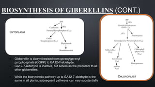 BIOSYNTHESIS OF GIBERELLINS (CONT.)
CYTOPLASM
CHLOROPLAST
● Gibberellin is biosynthesised from geranylgeranyl
pyrophosphate (GGPP) to GA12-7-aldehyde.
● GA12-7-aldehyde is inactive, but serves as the precursor to all
other gibberellins.
● While the biosynthetic pathway up to GA12-7-aldehyde is the
same in all plants, subsequent pathways can vary substantially
 