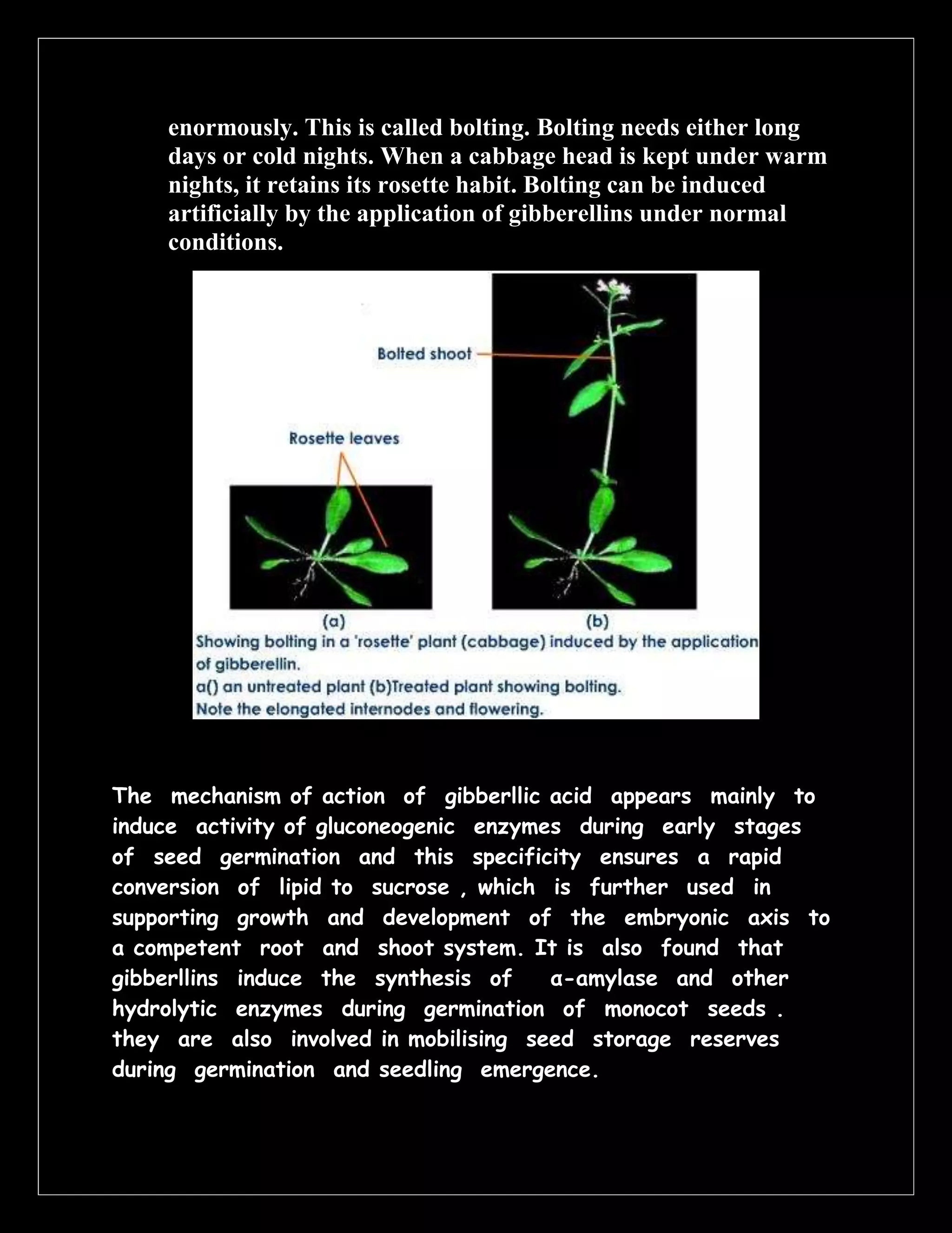 enormously. This is called bolting. Bolting needs either long
days or cold nights. When a cabbage head is kept under warm
nights, it retains its rosette habit. Bolting can be induced
artificially by the application of gibberellins under normal
conditions.

The mechanism of action of gibberllic acid appears mainly to
induce activity of gluconeogenic enzymes during early stages
of seed germination and this specificity ensures a rapid
conversion of lipid to sucrose , which is further used in
supporting growth and development of the embryonic axis to
a competent root and shoot system. It is also found that
gibberllins induce the synthesis of
α-amylase and other
hydrolytic enzymes during germination of monocot seeds .
they are also involved in mobilising seed storage reserves
during germination and seedling emergence.

 