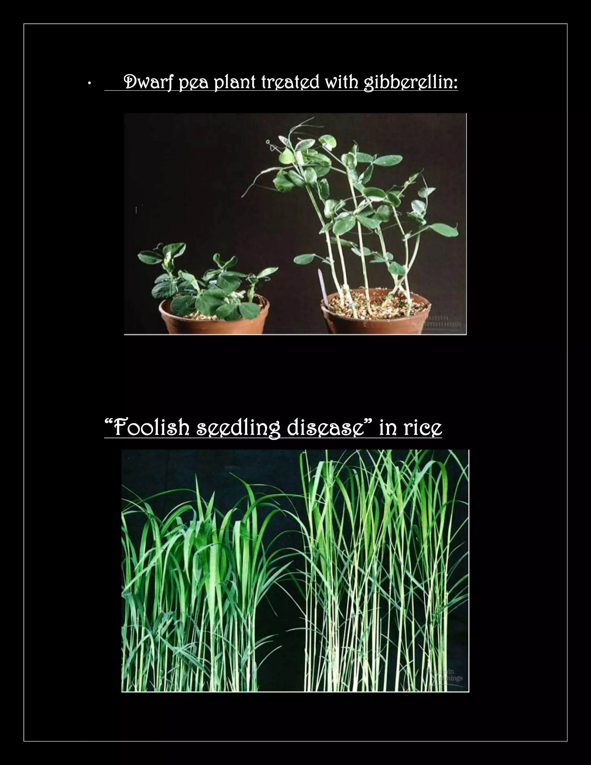 •

Dwarf pea plant treated with gibberellin:

“Foolish seedling disease” in rice

 