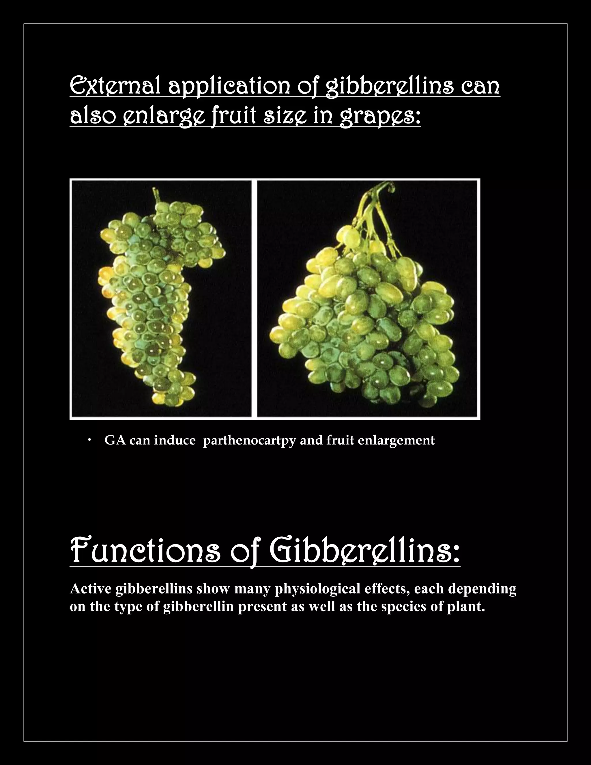 External application of gibberellins can
also enlarge fruit size in grapes:

• GA can induce parthenocartpy and fruit enlargement

Functions of Gibberellins:
Active gibberellins show many physiological effects, each depending
on the type of gibberellin present as well as the species of plant.

 