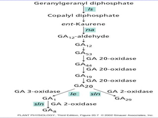 LOCATIONS OF 
SOME MUTANT 
GENES THAT 
BLOCK GA 
BIOSYNTHETIC 
PATHWAY IN 
PEA 
 