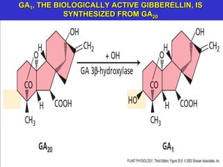 GA1, THE BIOLOGICALLY ACTIVE GIBBERELLIN, IS 
SYNTHESIZED FROM GA20 
 