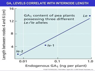 GA1 LEVELS CORRELATE WITH INTERNODE LENGTH 
 