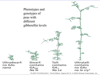Phenotypes and 
genotypes of 
peas with 
different 
gibberellin levels 
 