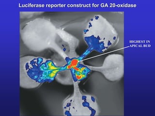 Luciferase reporter construct for GA 20-oxidase 
HIGHEST IN 
APICAL BUD 
 