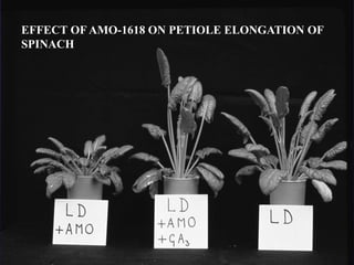 EFFECT OF AMO-1618 ON PETIOLE ELONGATION OF 
SPINACH 
 