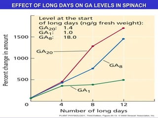 EFFECT OF LONG DAYS ON GA LEVELS IN SPINACH 
 