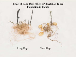 Effect of Long Days (High GA levels) on Tuber 
Formation in Potato 
Long Days Short Days 
 