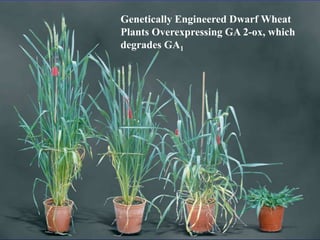 Genetically Engineered Dwarf Wheat 
Plants Overexpressing GA 2-ox, which 
degrades GA1 
 