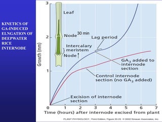 KINETICS OF 
GA-INDUCED 
ELNGATION OF 
DEEPWATER 
RICE 
INTERNODE 
30 min 
 