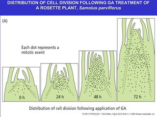 DISTRIBUTION OF CELL DIVISION FOLLOWING GA TREATMENT OF 
A ROSETTE PLANT, Samolus parviflorus 
 