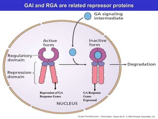 GAI and RGA are related repressor proteins 
Repression of GA 
Response Genes 
GA Response 
Genes 
Expressed 
 