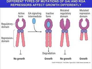 DIFFERENT TYPES OF MUTATIONS OF GAI AND RGA 
REPRESSORS AFFECT GROWTH DIFFERENTLY 
 
