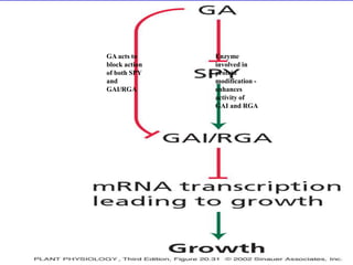 Enzyme 
involved in 
protein 
modification - 
enhances 
activity of 
GAI and RGA 
GA acts to 
block action 
of both SPY 
and 
GAI/RGA 
 